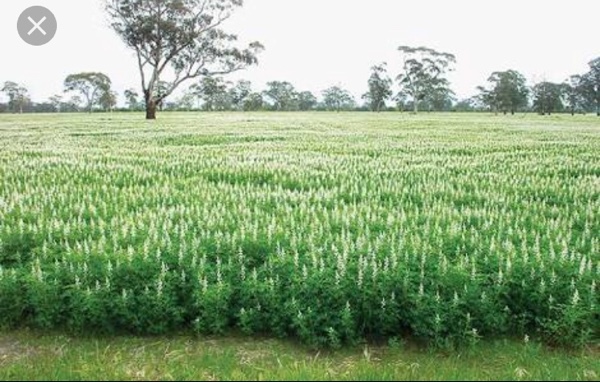 23.4mt Round Lupins