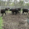 Angus steer weaners