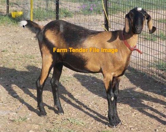 Female Goat