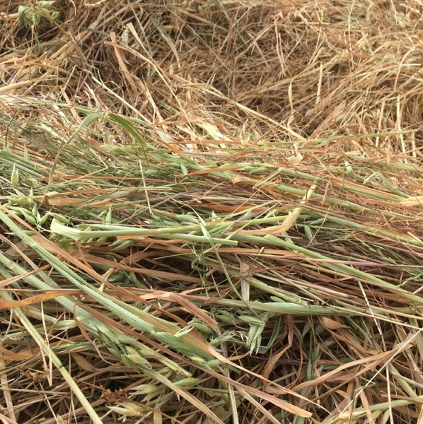 200 x Oaten & Rye 500kg Round Bales