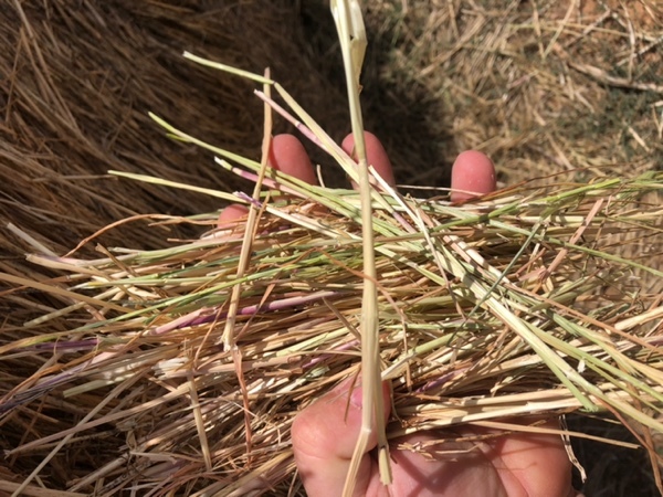New Season Pasture Hay Rolls For Sale