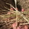 New Season Pasture Hay Rolls For Sale