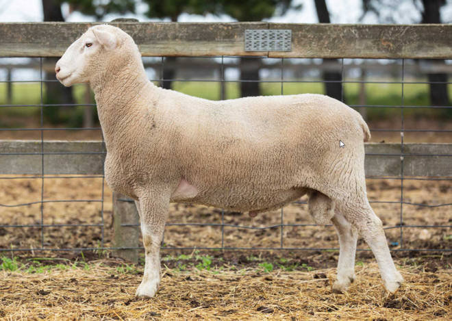 Under Auction - Lot 3 Highlander Ram 190268 (DLE Ram Auction A100 - 10th Sept via Auctionsplus) 