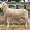 Under Auction - Lot 3 Highlander Ram 190268 (DLE Ram Auction A100 - 10th Sept via Auctionsplus) 