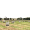 300 x Wheaten Hay 5x4 Bales