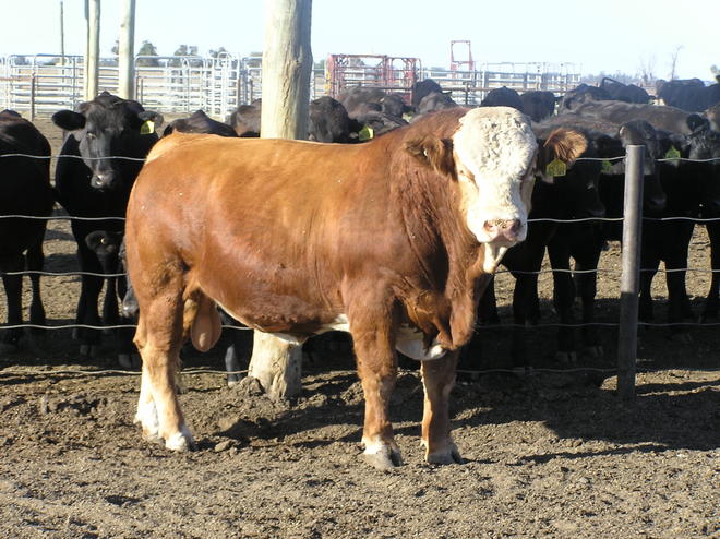 Simmental Bulls Traditional  and Blacks - 