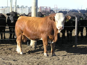 Simmental Bulls Traditional  and Blacks - 