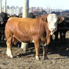 Simmental Bulls Traditional  and Blacks - 