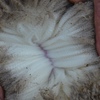 2019 Drop Poll Merino Rams Kerrilyn Merino Stud 