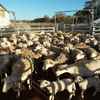 White dorper ewes