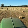 Clover hay small squares in bale baron packs