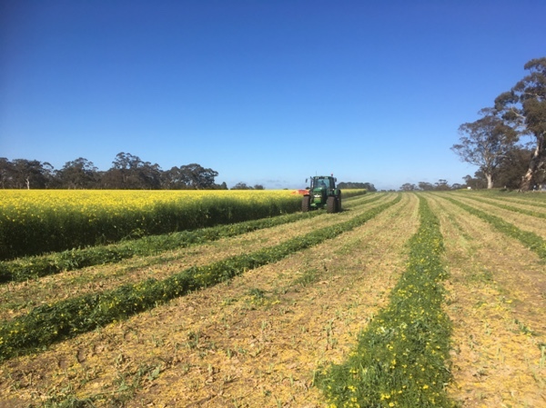 Canola Hay