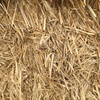 Barley Straw 