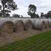 Wheaten hay