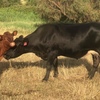 8 Cows pregnant with calves 5 to 8mths