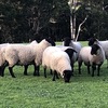 Stud bred  young rams ready to use