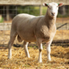 Under Auction - Lot 33 Highlander Ram 190936 (DLE Ram Auction A100 - 10th Sept via Auctionsplus) 