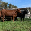9 PTIC Santa x Friesian 2 yr old Heifers