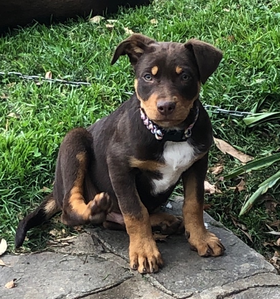 Kelpie Pup