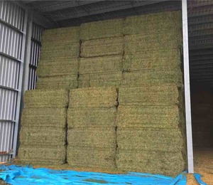 A1 Vetch Hay Shedded 740 KG's