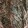 100mt Barley Hay 8x4x3 Bales 