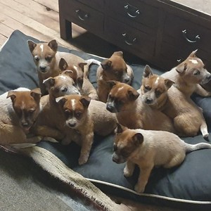 Australian Cattle Dog