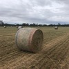 Irrigated Lucerne Hay in Round Bales