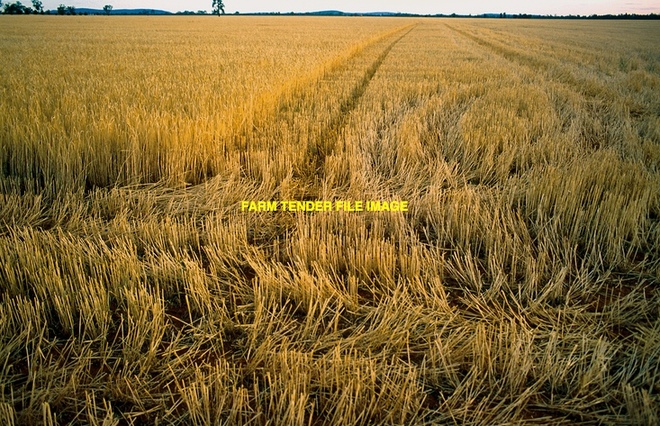 Expressions of Interest for standing straw we have to sell