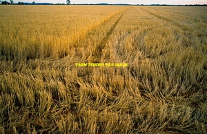 Expressions of Interest for standing straw we have to sell