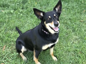 FREE Kelpie to good home only