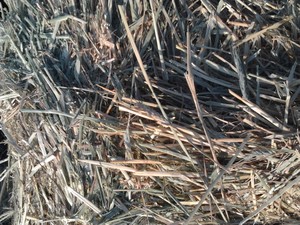 Wheaten Hay 8x4x3 Bales