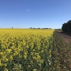 Canola Hay (new season)