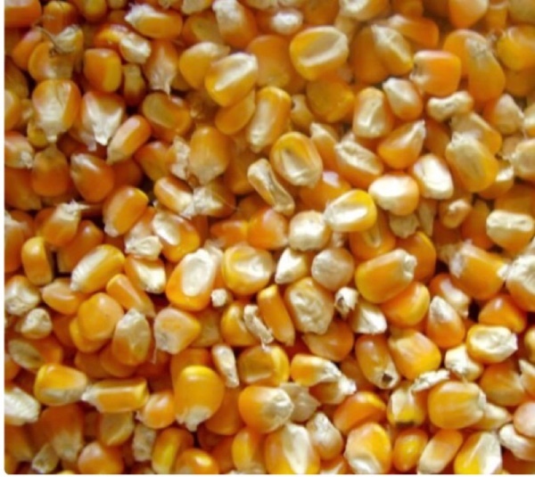 Maize 200T price ex farm 