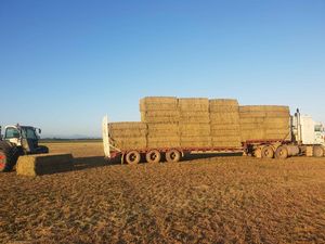 Lucerne 4x3. Clean leafy irrigated lucerne 3rd cut - Cowwarr river flats
