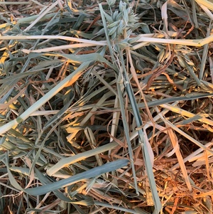 Quality Oaten Hay