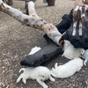 Livestock Guardian Puppies