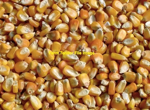 250-300mt Feed Corn