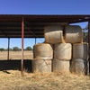 49 5x4 Round Bales of Irrigated Pasture Hay
