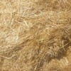 1000mt Barley Straw 