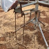 Rotary lamb marking cradle