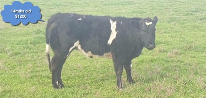 Belgium Blue X Specklepark Heifer x 2  