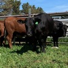 9 PTIC Santa x Friesian 2 yr old Heifers