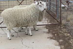 3CGEB010   Borders Rams - no further use