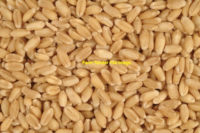 Wheat Seed Dual Purpose