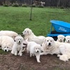 3 month old Maremma Puppy