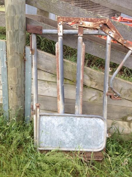 Steer Cattle Head Bail