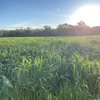 Oaten Silage