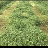 Clover Round Bales - Hay. 