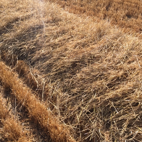 8x4x3 barley straw bales
