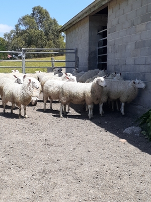 Border Leicester Ram Lambs 